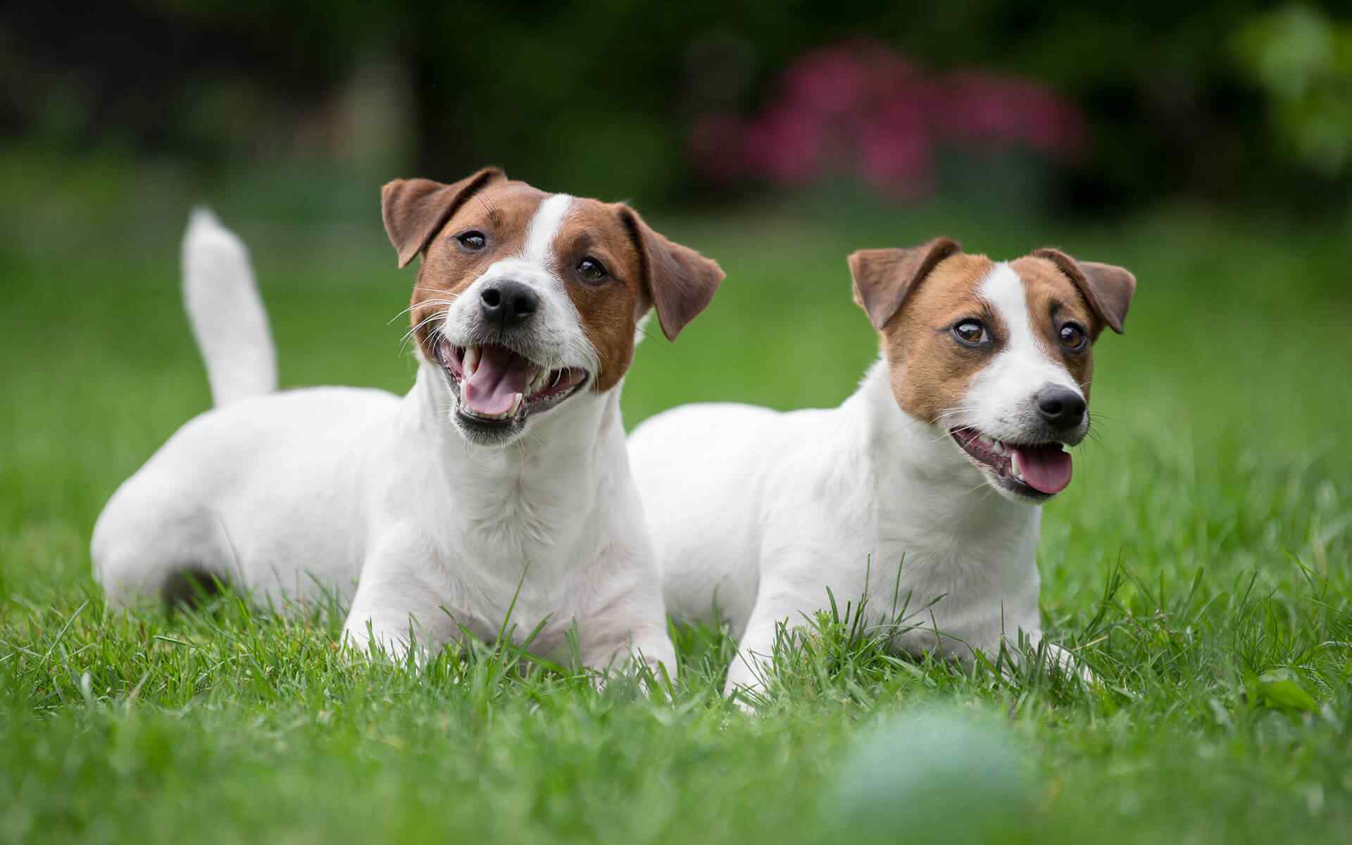 Best Summer Activities for Dog Owners