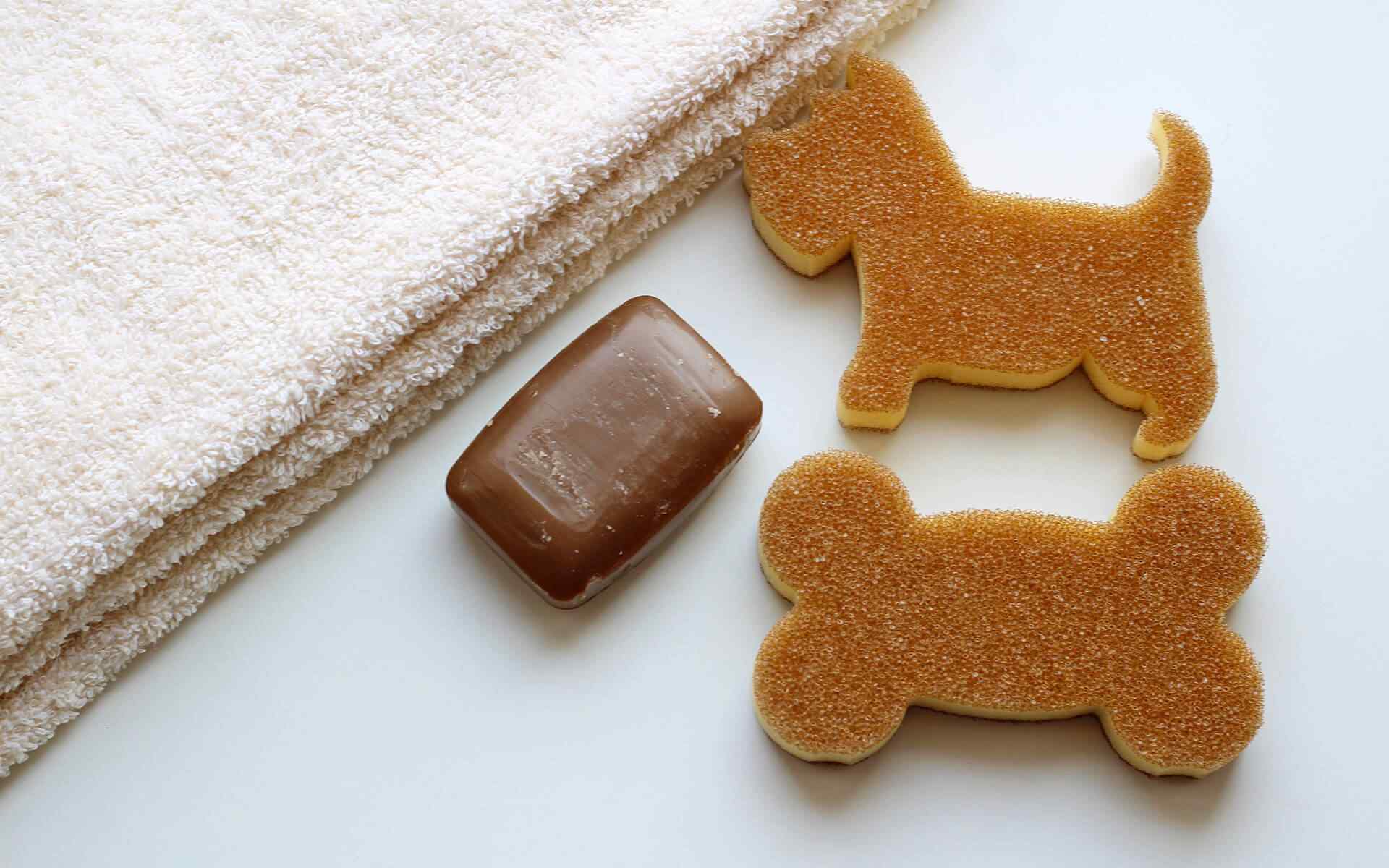 Keeping An Eye on Your Cat’s Eyes