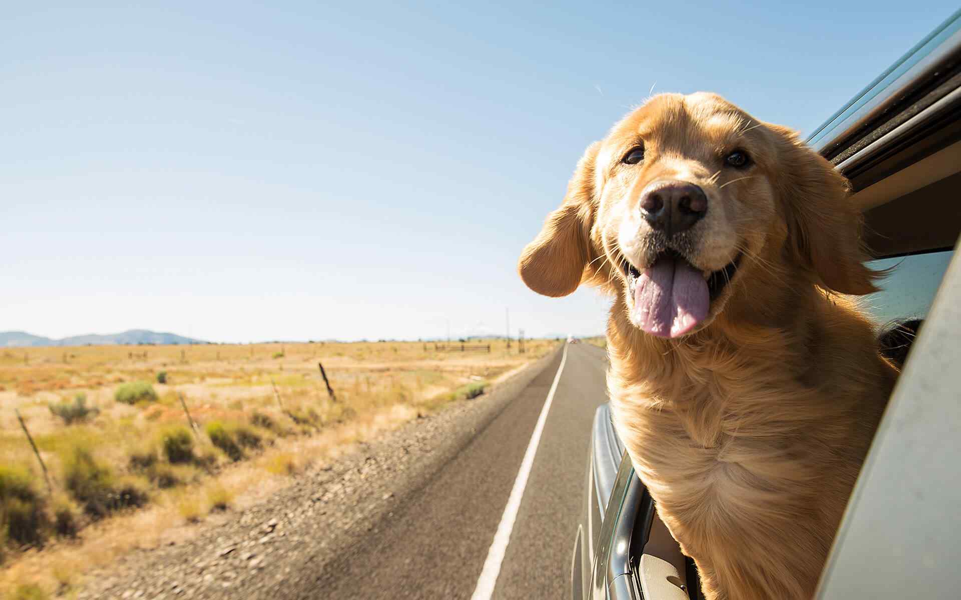 Where To Find the Best Purebred Dog