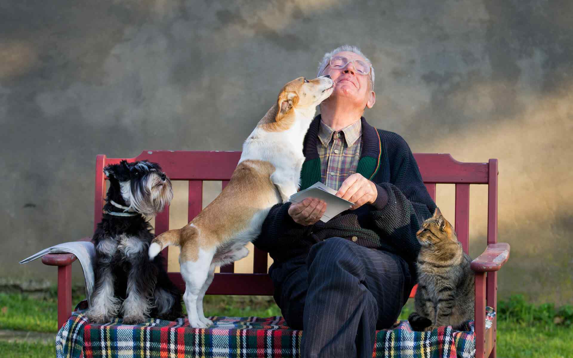 Prepare Holiday Boarding for Your Pet